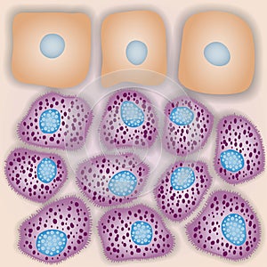 Innate immune system: mast cells with skin cells, vector illustration photo